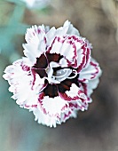 Carnation Lady Granville, garden carnation, close-up