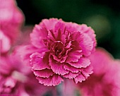 Carnation flower Batis Double, garden carnation, close-up