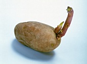 Close-up of seeded potatoes in Rosara cut on white background