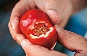 Paradeiserpaprika "Black Plum". 