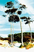 Halbinsel an der Ostseeküste, Bäume am Weststrand, " Windflüchter "