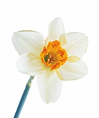 Close-up of narcissus poeticus with yellow flower head