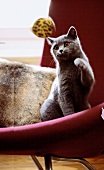 Graue Katze auf Sessel beim Spielen mit einem Ball, Karthäuser Katze