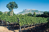 Weingut Montevetrano bei Salerno in Italien, Region Kampanien