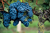 Rote Weintrauben, Weinreben, an der Loire in Frankreich, Cabernet franc
