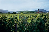 Vineyard in Alsace near Bergheim at France