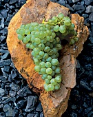 Weintrauben, grün, Chenin blanc, Still, Südafrika