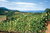 Weinberge Harlan Estate im Napa Valley, USA, Weinregion, Wein
