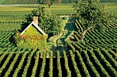 Reblandschaft in Beaune, Chardonnay Burgund, Le Montrachet, Frankreich