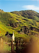 Weinberge, Weinhänge an der Mosel, Weinanbau Ürziger Würzgarten