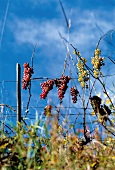 Weintrauben, Weingärten, Grüner Veltiner + Riesling vom Loibenberg