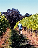 Weinberg, Weinreben in Oregon, USA Pinot noir, Eyrie Vineyards, Dundee