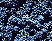 Weintrauben, Sorte Pinot noir 97 vom Weingut Hamacher in Gaston, Oregon