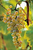 Weintrauben, Trauben aus Süditalien, Sorte Fiano di Avellino, Apiana