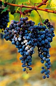 Weintrauben, Trauben aus Süditalien, Sorte Gaglioppo, Provinz Kalabrien