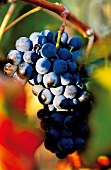Weintrauben, Trauben aus Süditalien, Sorte Negromaro, Provinz Apulien