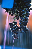 Weintrauben blau, Rebsorte Merlot, Reinigung nach Ernte, Frankreich