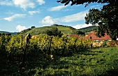Weinberge von Marc Kreydenweiss in Andlau, Frankreich