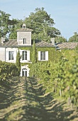 Château Gazin, in Pomerol im Bordelais, Weinregion, Weinanbau