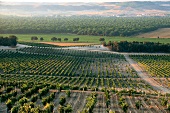View of vineyards in Castile, Spain