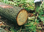 gefällter Baum mit Markierung vom Gut Hohenhaus, Thüringen