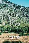 2 Pferde vor Berg Sa Comuna auf Mallorca, Spanien