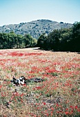 Roter Mohn, Mohnblumen, Mohnfeld im Tal vor Artà auf Mallorca
