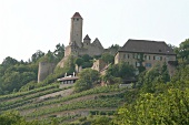 Burg Hornberg Weingut mit Weinshop in Neckarzimmern Baden-Württemberg Baden Württemberg