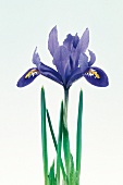 Violette Iris , freigestellt 