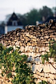 Burgund, Weinreben, Mauer als Biotop für biodynamischen Weinanbau