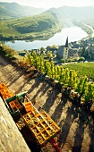 View of vineyard with steep slopes at Calmont, Weingut Franzen