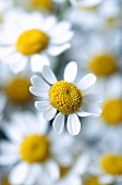 Close-up of chamomile flower