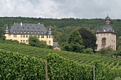 Schloss Vollrads Weingut mit Weinverkauf Restaurant Vinothek Weinausschank in Oestrich-Winkel
