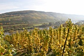 Frank Brohl Weingut mit Weinverkauf in Pünderich Puenderich Rheinland-Pfalz