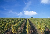 Riesling vineyard at Wurttemberg