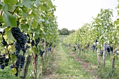 Brüder Dr Becker Brueder Dr. Becker Weingut mit Weinverkauf Gästezimmer