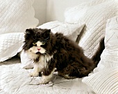 Katze, schwarz-weiß, auf einem Sofa Haustier