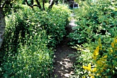 View of an allotment garden