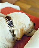 Hund mit Halsband aus Zaumleder mit Tweed und Messingbeschlägen