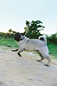 Hund beim Laufen, Bewegung, Mops, Bewegungsunschärfe
