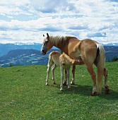 Ein Haflinger - Pferd mit seinem Fohlen auf einer Wiese, Italien