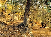 Ligurien, Olivenhain in Pantasina Olivenbäume, Olivenanbau