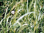 Wiese mit Schmetterling, Weißflocke, close up, Natur