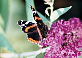 Schmetterling, ausgewachsener Atlas auf Sommerflieder, close up