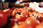 Close-up of several beefsteak tomatoes