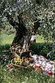 Picknick auf der Wiese unterm Baum 