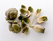 Whole and pieces of artichokes on white background