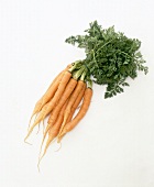 Bunch of carrots on white background