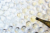 White wine made from riesling grapes is being poured in wine glasses for tasting