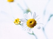 Close-up of fresh chamomile